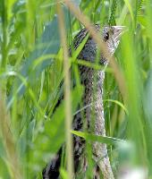 Photo: Corn crake