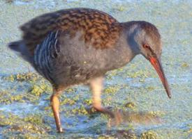 Photo: Water rail