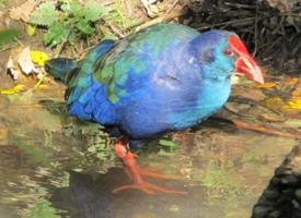 Photo: Western swamphen