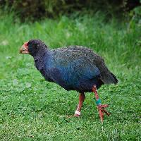 Photo: North island takahē