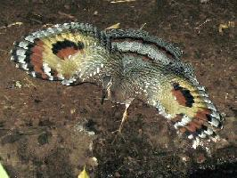 Photo: Sunbittern