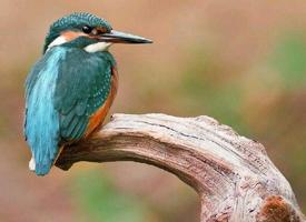 Photo: Common kingfisher