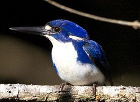 Photo: Little kingfisher