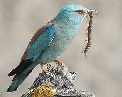 Photo: European roller