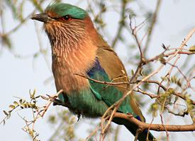 Photo: Indian roller