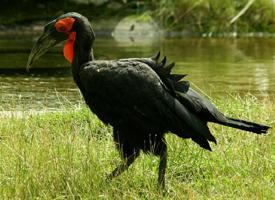 Photo: Southern ground hornbill