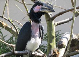 Photo: Trumpeter hornbill