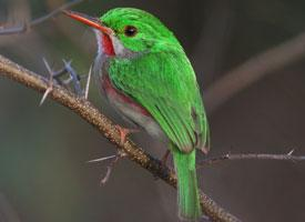 Photo: Jamaican tody