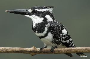 Photo: Pied kingfisher