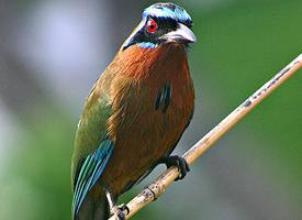 Photo: Amazonian motmot