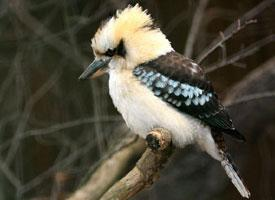 Photo: Laughing kookaburra