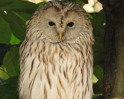 Photo: Ural owl