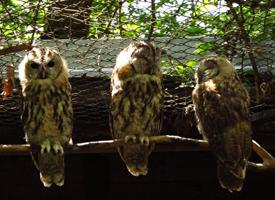 Photo: Tawny owl