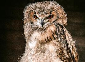 Photo: Great grey owl