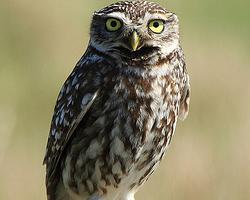 Photo: Little owl