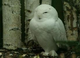 Photo: Snowy owl