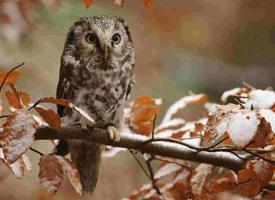 Photo: Boreal owl