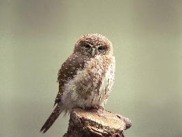 Photo: Eurasian pygmy owl