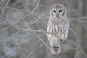 Photo: Barred owl