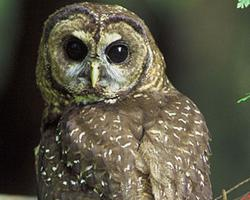 Photo: Spotted owl