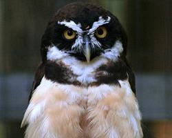 Photo: Spectacled owl