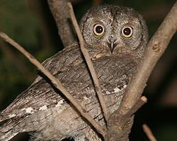 Photo: Eurasian scops owl