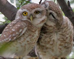 Photo: Spotted owlet