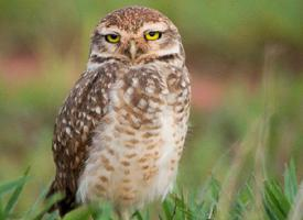 Photo: Burrowing owl