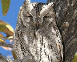 Photo: African scops owl