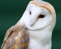 Photo: Barn owl