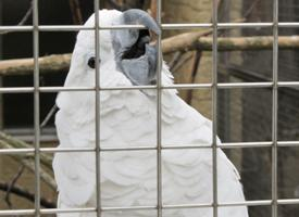 Photo: White cockatoo