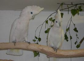 Photo: Solomons cockatoo