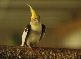 Photo: Cockatiel