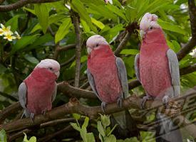 Photo: Galah