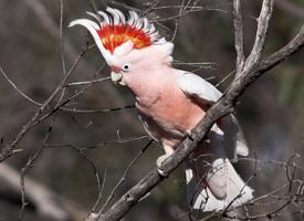 Photo: Pink cockatoo