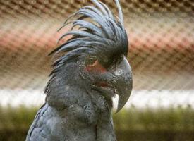 Photo: Palm cockatoo