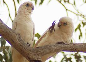 Photo: Little corella