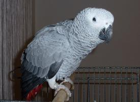 Photo: Grey parrot