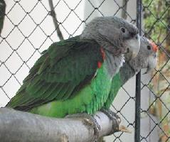 Photo: Cape parrot