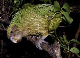 Photo: Kākāpō