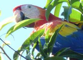 Photo: Scarlet macaw