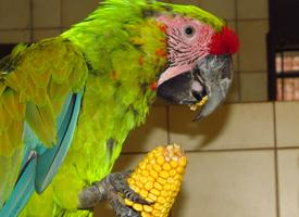 Photo: Great green macaw