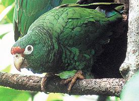 Photo: Puerto rican amazon