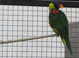 Photo: Coconut lorikeet