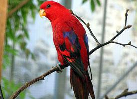 Photo: Red lory