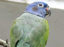 Photo: Pione à tête bleue