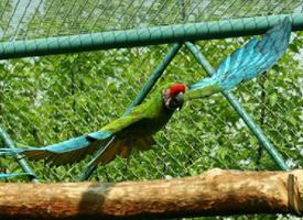 Photo: Military macaw