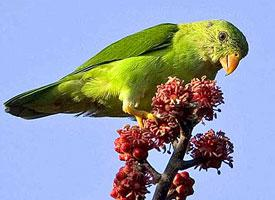 Photo: Vernal hanging parrot