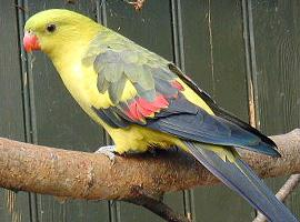 Photo: Regent parrot