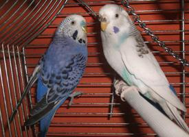 Photo: Budgerigar